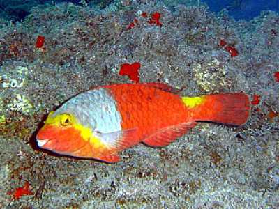 Pesce pappagallo